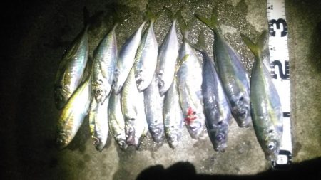 豪雨後のアジ調査