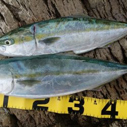 久しぶりの釣果