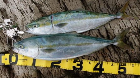 久しぶりの釣果