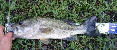 増水してももカバー奥にピッタリ