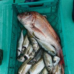 五目釣りで大鯛(泉州丸)