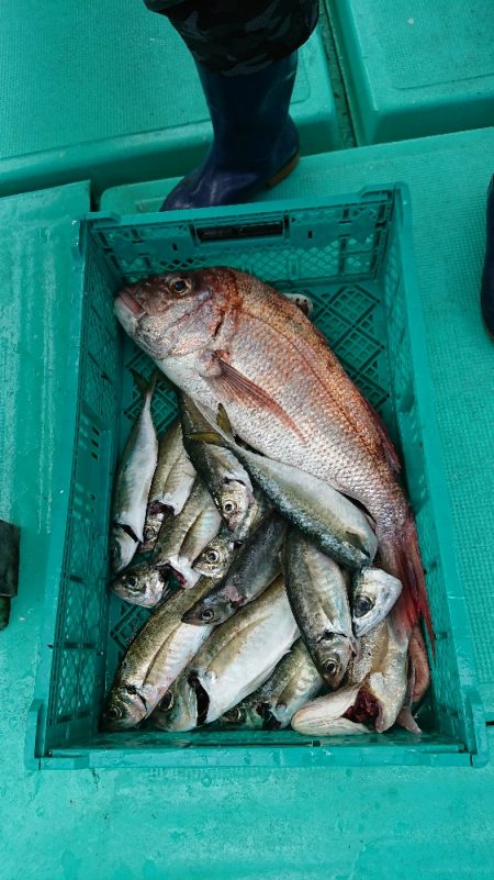 五目釣りで大鯛(泉州丸)