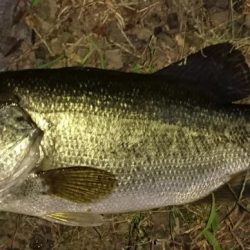 狙いはシェード、カバー、岸際