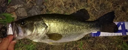 狙いはシェード、カバー、岸際