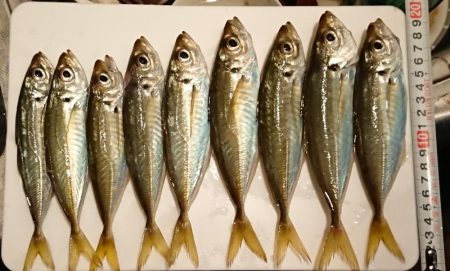 アジング・デイゲーム！