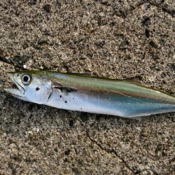 ジグサビキでサゴシ！