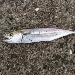 台風前にサゴシ&アジ