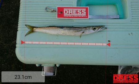 白浜温泉シーモア宿泊