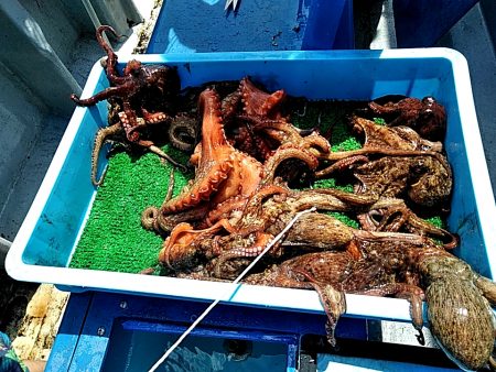 淡路沖の船タコ釣り