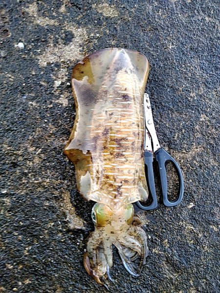 久しぶりのアオリイカでした♪♪