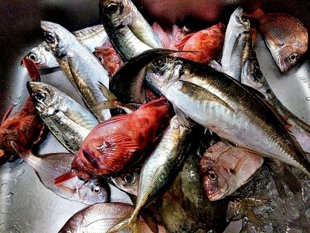 泉南の五目狙いです！！