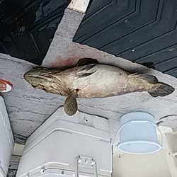 大物釣果速報！●光義丸：平戸市早福港