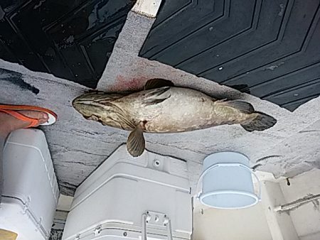 大物釣果速報！●光義丸：平戸市早福港