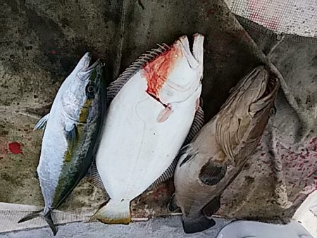 大物釣果速報！●光義丸：平戸市早福港