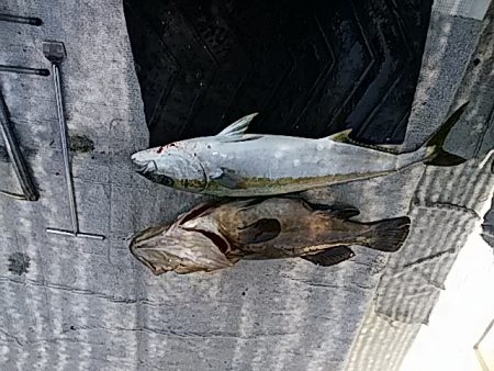 大物釣果速報！●光義丸：平戸市早福港