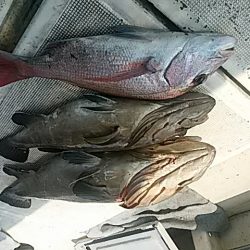 大物釣果速報!●光義丸:平戸市早福港