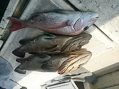 大物釣果速報!●光義丸:平戸市早福港