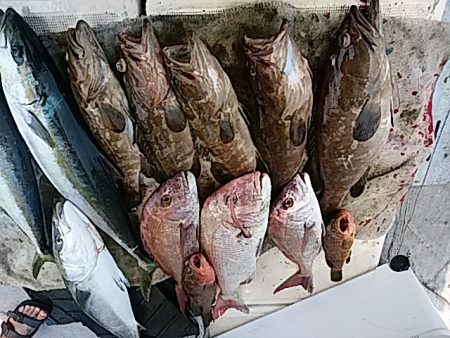 大物釣果速報！●光義丸：平戸市早福港