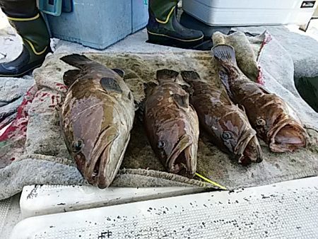 大物釣果速報！●光義丸：平戸市早福港