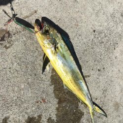 しょあじぎんぐ