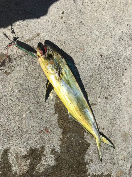 しょあじぎんぐ