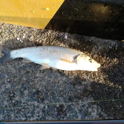 美味しいウグイ