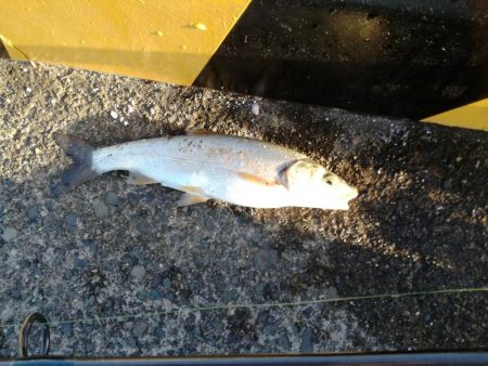 美味しいウグイ