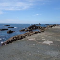 今期初コロダイです