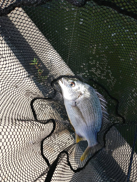 武庫川デイチニング