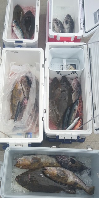 気仙沼 つり丸 釣果