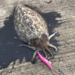 大阪泉南夏イカ開幕？？？