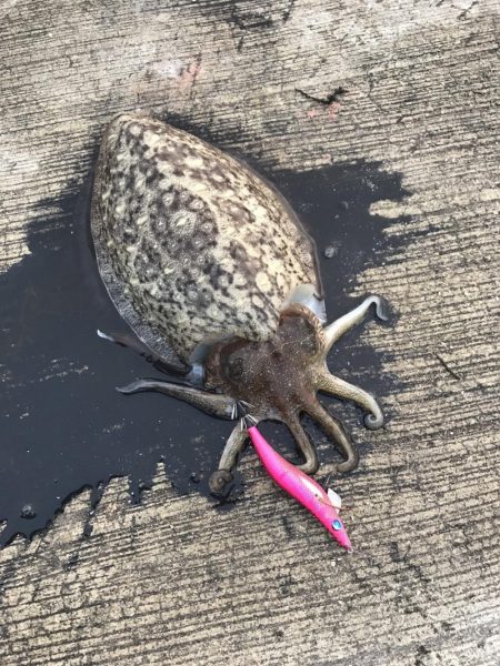 大阪泉南夏イカ開幕？？？