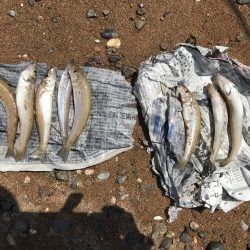 中紀でエギングとキッシング