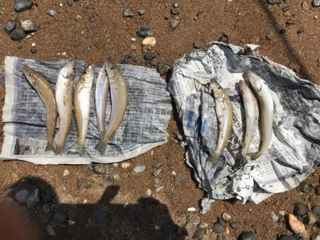 中紀でエギングとキッシング