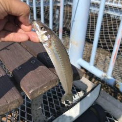 ちょい投げでキス