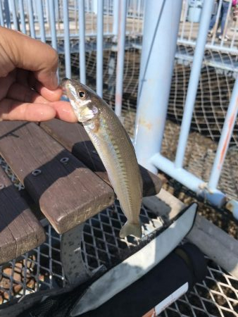 ちょい投げでキス