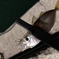 今夜もアジング!