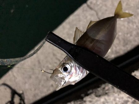 今夜もアジング!