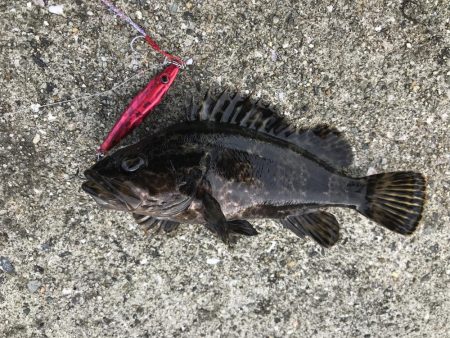 ロックフィッシュ