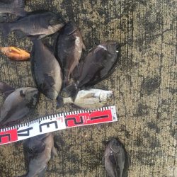 メジナが入れ食い！