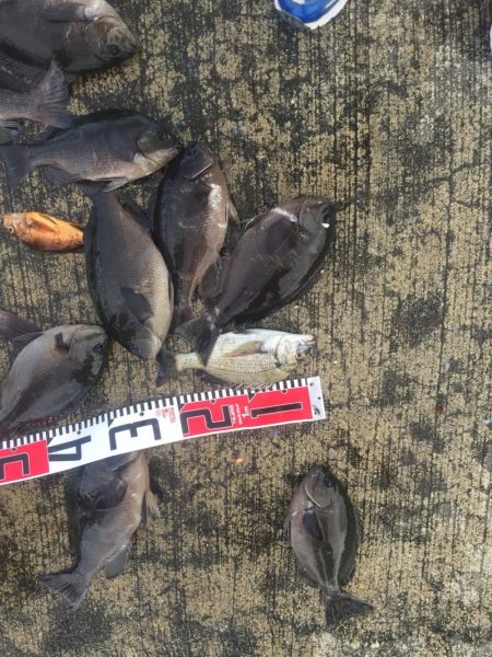 メジナが入れ食い！