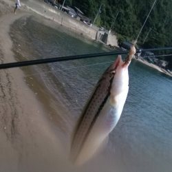 泊海水浴場で朝だけ投げ釣り