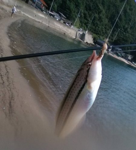 泊海水浴場で朝だけ投げ釣り