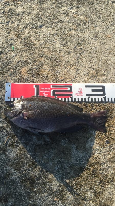 熱帯夜、当たりの無い中貴重なグレゲット！