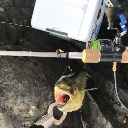 地磯でロックショア