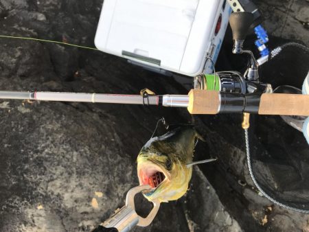 地磯でロックショア