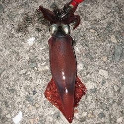 タカキ式エギング釣法！？