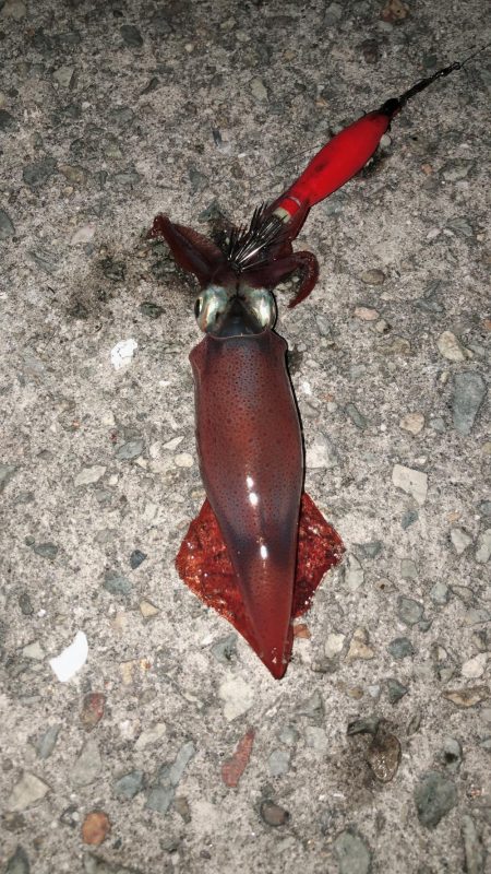 タカキ式エギング釣法！？