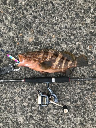 イカも終盤アコウはこれから