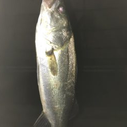 大雨後のシーバス